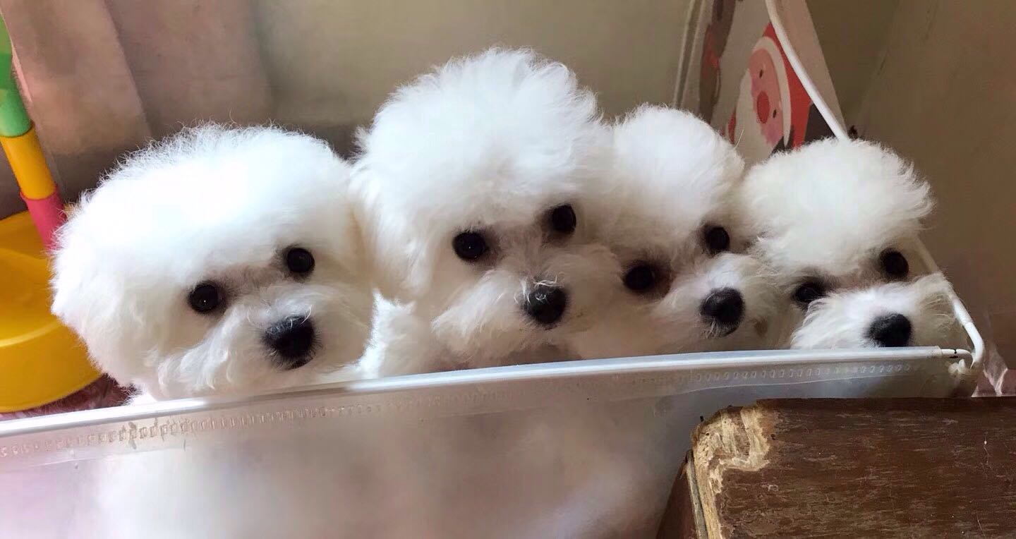 北京比熊犬舍